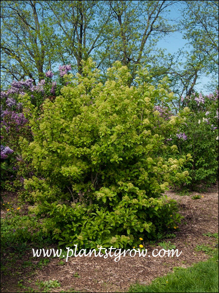 Wavecrest Viburnum (Viburnum sieboldii) Just starting to bloom at the time the Lilacs are in full bloom.